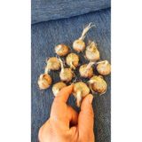 YAĞMUR FİDANCILIK 100 gram Duble İri Boy Orjinal Safranbolu SAFRAN SOĞANI Peri7124871