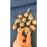 Yağmur Fidancılık 100 Gram Duble İri Boy Safranbolu Safran Soğanı