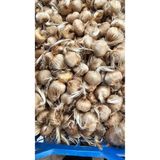 YAĞMUR FİDANCILIK 250 gr Duble İri Boy Orjinal Safranbolu SAFRAN SOĞANI Peri030129