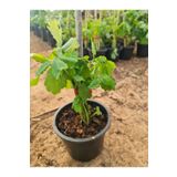 YAĞMUR FİDANCILIK Kırlangıç Otu- 25-30 Cm Boylu Bol Yapraklı