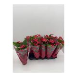 YAMAN Anthurium flamingo çiçeği