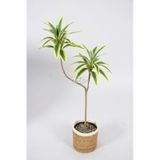 Yapay Ağac Dracena 2 Dallı Gerçek Dokulu 90 Cm Hasır Saksılı