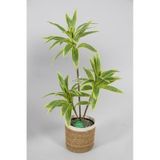 Yapay Ağac Dracena 3 Dallı Gerçek Dokulu 75 Cm Hasır Saksılı