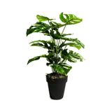 Yapay Ağaç Salon Bitkisi Monstera 70 Cm 18 Yaprak Antrasit Saksıd