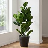 Yapay Bitki Ficus Lyrata Yeşil