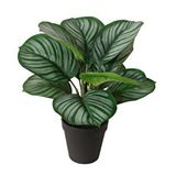 Yapay Bitki Maranta