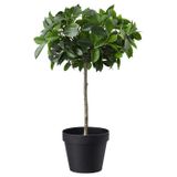 Yapay bitki, yeşil, 12 cm, benjamin
