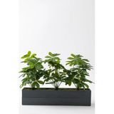 Yapay Bodur Çiçeklik Şefrole 80 Cm Antrasit Saksı