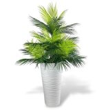 Yapay Çiçek Areka Salon Bitkisi Beyaz Uzun Kumsal Vazoda 130cm 45Yaprak
