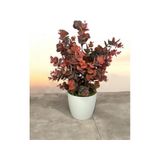Yapay Çiçek Beyaz Saksıda Okaliptus Şimşir Demeti Pudralı Pastel Bordo Dekoratif Yapay Bitki