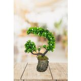 Yapay Çiçek Bonsai Ağacı Kütük Saksıda Beyaz Tomurcuklu Hilal Model Dekoratif Yapay Ağaç Bonzai 30*20 Cm