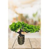 Yapay Çiçek Bonsai Ağacı Kütük Saksıda Yatık Akasya Dekoratif Yapay Ağaç Bonzai 30*20 Cm