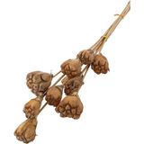 Yapay Çiçek Deposu 10lu Tropik Jack Seed Kuru Çiçek Naturel