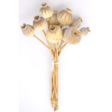 Yapay Çiçek Deposu Kuru Çiçek Ithal Papaver Otu Naturel 35cm