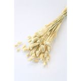 Yapay Çiçek Deposu Kuru Çiçek Palaris Kuş Otu Naturel