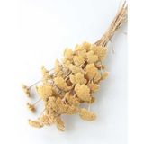 Yapay Çiçek Deposu Kuru Çiçek Şemsiye Otu Demeti Naturel Özel Kesim