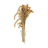 Yapay Çiçek Deposu Şoklanmış Setteria Boncuk Demeti 100 Gr Naturel