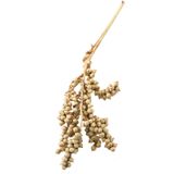 Yapay Çiçek Deposu Tropik Longan Meyve Salkımları Canella Fruit