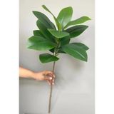 Yapay Çiçek Deposu Yapay Ağac Kauçuk Bitkisi Dalı 85 cm (Saksısız)