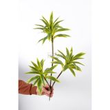 Yapay Çiçek Deposu Yapay Bitki 3lü Dracaena Reflexa Dalı 75 cm Yeşil-Sarı