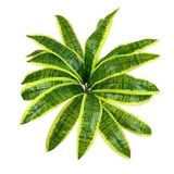 Yapay Çiçek Dracaena Massengena Yaprağı Demeti 11 Yapraklı 40*50cm Dik Duvar Çiçeği Yapay Bitki