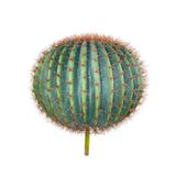 Yapay Çiçek Echinocactus Grusonii Altın Fıçı Kaktüs 60*60cm Cactüs sk4012