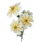 Yapay Çiçek Kavuniçi Papatya 4Çiçekli Uzun Dal 63Cm Gerçeksi Doku Vitrin