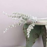 Yapay Çiçek Pastel Karlı Okaliptus 48cm 5dallı Uzun Dal Eucalyptus Beyaz