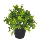 Yapay Çiçek Şimşir Eucalyptus Yapay Bitki Siyah Plastik Saksılı Dekoratif Süs Çiçeği