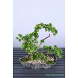 Yapay Çiçek Sitesi Kaya Saksıda Mini Yapay Bonsai Ağacı 40 Cm ycsagac-117