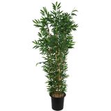 Yapay Çiçek Sitesi Plastik Saksıda 10 Dallı Yapay Bambu Ağacı 230 cm ycsagac-109