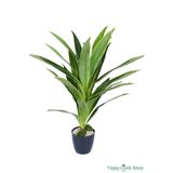 Yapay Çiçek Sitesi Plastik Saksıda Dracena Ağacı Limon Yeşili 105 cm ycssaksılı-194