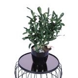Yapay Çiçek Sitesi Siyah Plastik Saksıda Yapay Zeytin Ağacı 50 cm ycsagac-146