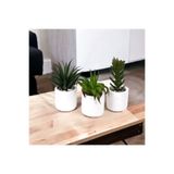 YAPAY ÇİÇEKÇİNİZ Beyaz Renkli Modern Saksıda Yapay 3'lü Kaktüs Sukulent Seti