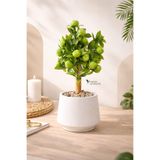 Yapay Çiçekçiniz Beyaz Renkli Saksıda Yapay Yeşil Elma Ağacı Taş Ve Bambu Detaylı 35 Cm,Yeşil