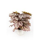 Yapay Çiçekçiniz Beyaz Saksida Yapay Kaladyum (caladium) Çiçeği Yeşil