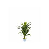 Yapay Dracaena Fragrans ağaç 120 cm beyaz gold saksı svm.1452