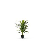 Yapay Dracaena Fragrans ağaç 120 cm siyah plastik saksı svm.1448