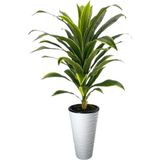 Yapay Dracaena Fragrans ağaç 160 cm kumsal saksı svm.1457