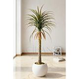 Yapay Dracaena Marginata - Beyaz Küre Saksı
