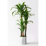 Yapay Dracena