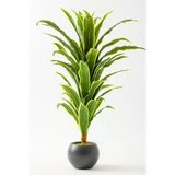 Yapay Dracena