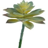 Yapay Mini Etli Echeveria Sukulent Açık Yeşil 12 cm