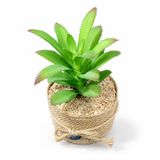 Yapay Sahte Saksı Bitkisi, Mini Dekoratif Çiçek, Yeşil, 10x9 cm, Nazarlıklı, Masa ve Balkon için Uygun