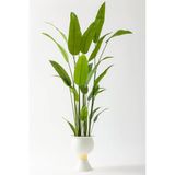 Yapay Starliçe Ağacı 220 Cm 24 Yaprak
