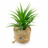Yapay Tillandsia Lonantha Maxima Bitkisi, Nazarlıklı Jüt Saksı, 10x20 cm, 1 Adet