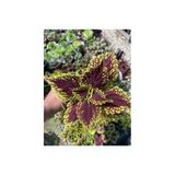 Yaprağı Güzel (Kolyos) Fidanı Saksı Çiçeği 10-20 cm