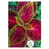 Yaprak Güzeli Çiçeği 1 Adet 10-20Cm (Coleus), SRD03022025BYB906