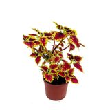 Yaprak Güzeli, Coleus (Kolyos) Çiçeği Kırmızı Yeşil Tonunda
