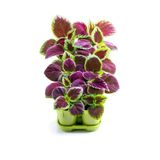 Yaprak Güzeli Kolyos Çiçeği 10 Adet Saksılı (Coleus), GDB140624NA26